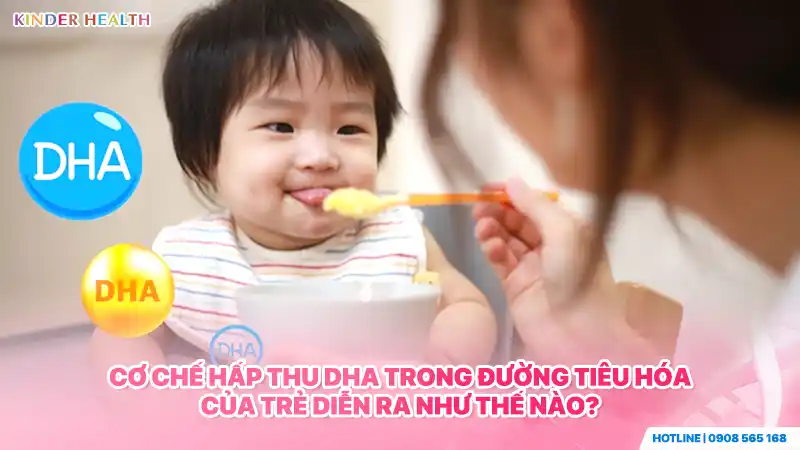 Cơ chế hấp thu DHA trong đường tiêu hóa của trẻ diễn ra như thế nào?