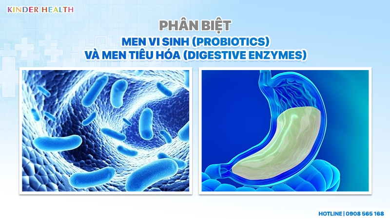 Sơ đồ vi khuẩn ruột và dạ dày giúp phân biệt rõ bản chất của men vi sinh và men tiêu hóa.